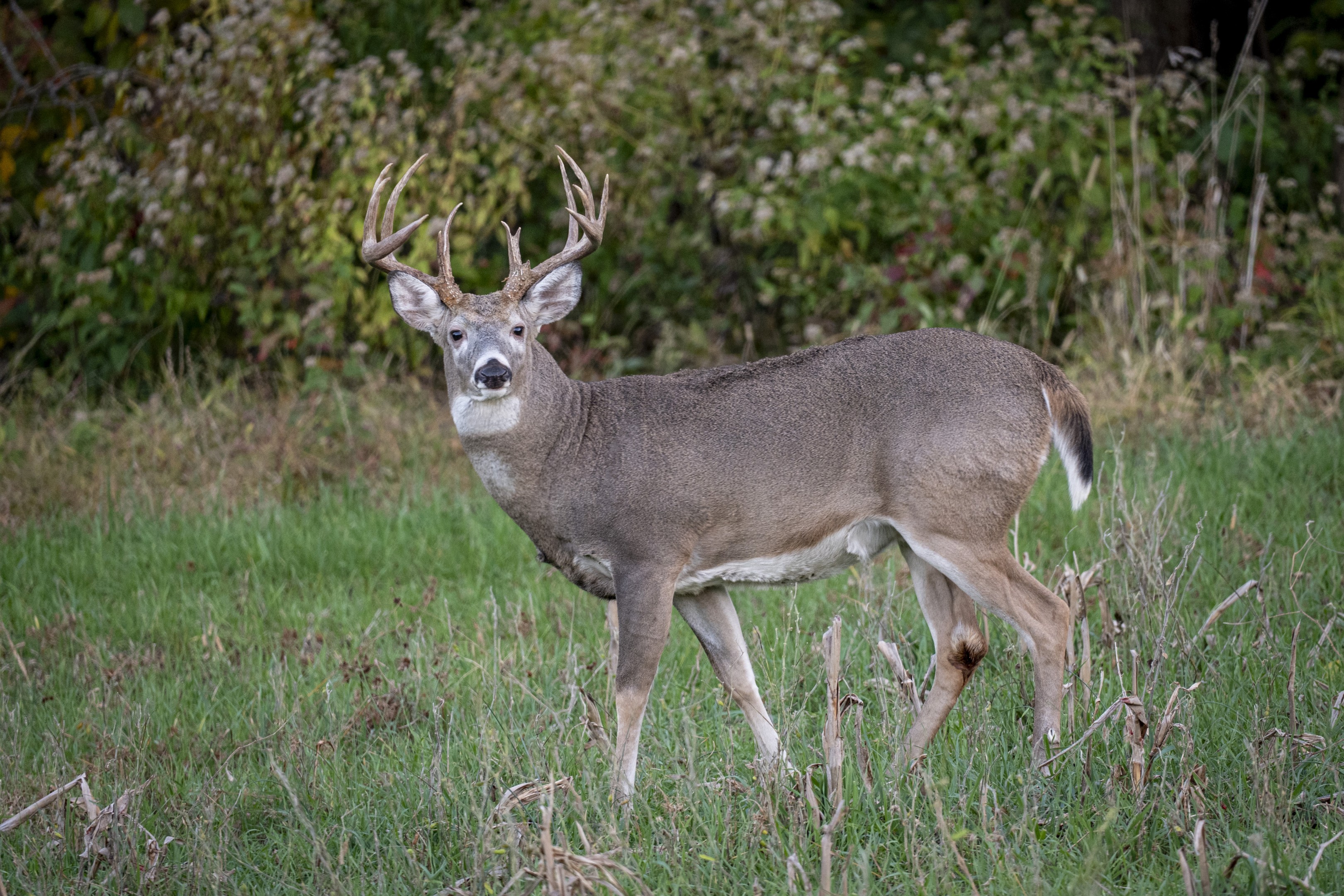 Missouri Deer Hunting